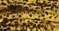 Free Banana Peel Texture Royalty Free Stock Image - 1097866