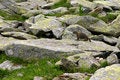 Free Marmot Portrait Stock Image - 1098051