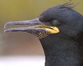 Free Shag Stock Photos - 1098773
