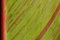 Free Leaf Detail Royalty Free Stock Images - 1090969