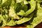 Free Lettuce Stock Images - 1092524