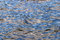Free Blue Ripples Royalty Free Stock Image - 1095896