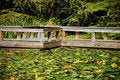 Free Dock On Lilypad Pond Royalty Free Stock Photo - 10908105