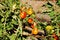Free Red And Green Tomatoes Stock Photo - 10908140