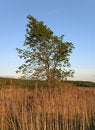 Free Tree In A Field Royalty Free Stock Photo - 10927295