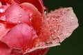Free Rose Royalty Free Stock Photo - 10936105