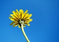 Free Isolated Yellow Flower Stock Photos - 10970243