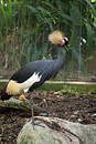 Free African Crowned Crane Royalty Free Stock Photos - 111798