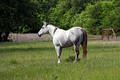Free Dapple Gray Mare Royalty Free Stock Images - 114439