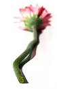 Free Close Up Of Gerbera Stem Stock Photography - 114712