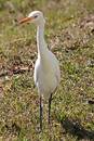 Free Standing Bird Stock Photography - 118742