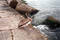 Free Pelican On Jetty Royalty Free Stock Photos - 113228