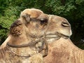Free Camel Head - Close Up Royalty Free Stock Photos - 1101648