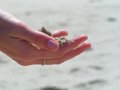 Free Sand In Hand Stock Images - 1102164