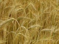 Free Ears Stock Photos - 1103093
