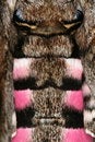 Free Hawk Moth S Abdomen Royalty Free Stock Images - 1109499