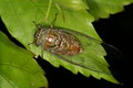 Free Cicada On Leaves Stock Image - 1109981
