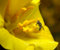 Free A Fly On The Yellow Flower Royalty Free Stock Photography - 1107357
