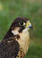 Free Bird Of Prey Stock Photography - 1109152
