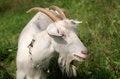 Free White Goat On A Meadow Royalty Free Stock Photos - 11007248