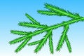 Free Spruce Branch Stock Images - 11072374
