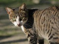 Free Cat Royalty Free Stock Photos - 11092908