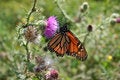 Free Butterfly Haven Stock Photography - 1114892