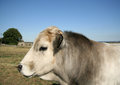 Free Sunshine Bull Stock Images - 1116894