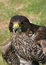 Free Bird Of Prey Royalty Free Stock Images - 1110639
