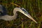 Free Great Blue Heron Head Royalty Free Stock Image - 1111986