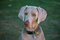 Free Weimaraner Royalty Free Stock Photo - 11103575