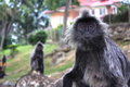 Free Asian Monkey Stock Photo - 11112920