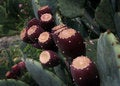 Free Prickly Stock Images - 1120034