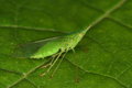 Free Green Bug Royalty Free Stock Image - 1121186