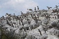 Free Guillemots160 Royalty Free Stock Images - 1125519
