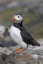 Free Puffin45 Royalty Free Stock Photo - 1125575