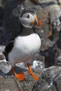 Free Puffin53 Stock Photo - 1125590