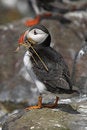 Free Puffin88 Royalty Free Stock Photography - 1125607