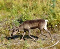 Free Reindeer-01 Royalty Free Stock Photo - 1126765