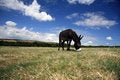 Free Pet Donkey Royalty Free Stock Photos - 1128728