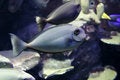 Free Fish With Friends Royalty Free Stock Image - 1128826