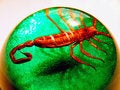 Free Scary Scorpion Dome Stock Photos - 1129663