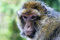 Free Shock The Monkey Royalty Free Stock Image - 1126006