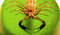 Free Scorpion Dome Royalty Free Stock Photography - 1129637