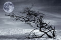 Free Dried Tree And Full Moon Royalty Free Stock Photography - 11241917