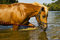 Free Bathing Horse In Nature Stock Photography - 11281932