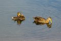 Free Pintail Ducks Sunning At The Boat Ramp Royalty Free Stock Photography - 1132427