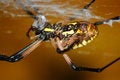 Free Spider Stock Photos - 1132653