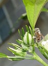 Free Bee Stock Image - 1134161