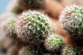 Free Cactus Royalty Free Stock Photography - 1134457